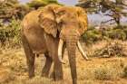 Amboseli elephant-Amboseli Nation Park-Africa Art Print
